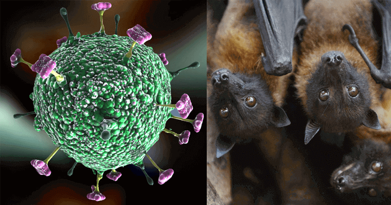 HEALTH DEPARTMENT SAYS BAT CAUSE nipah virus