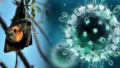 nipah-virus