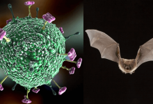 nipha virus