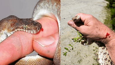 snake bite