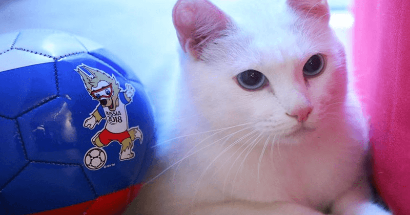 Achilles cat