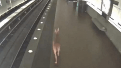 DEER IN METRO STATION, VIDEO