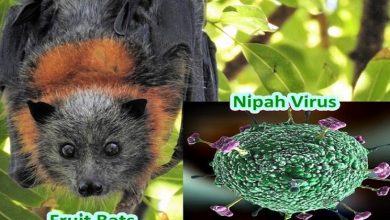 NIPAH