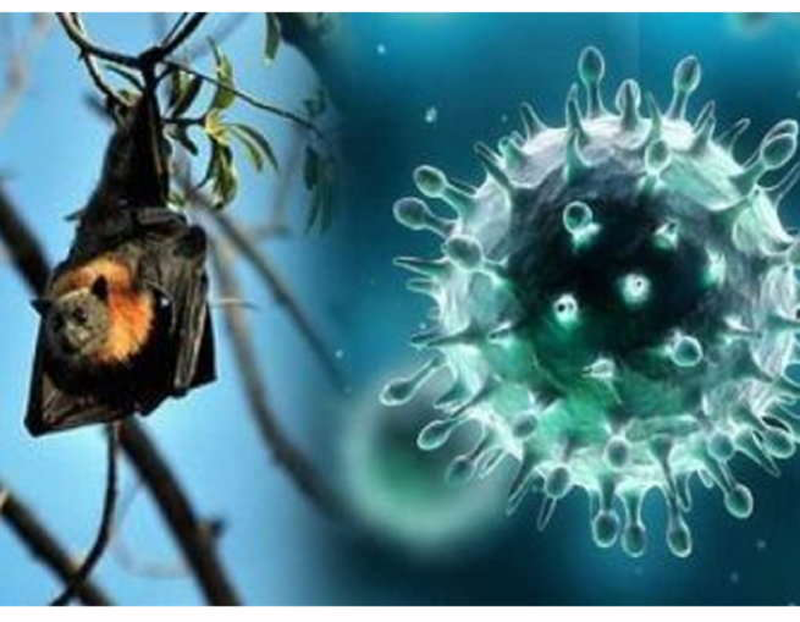 Nipah-Virus