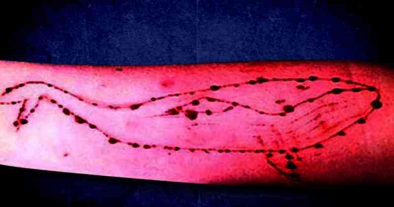 blue whale