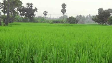 farmer field