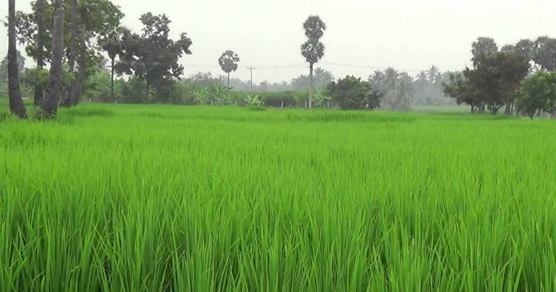 farmer field