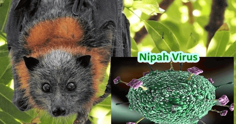 nipah virus