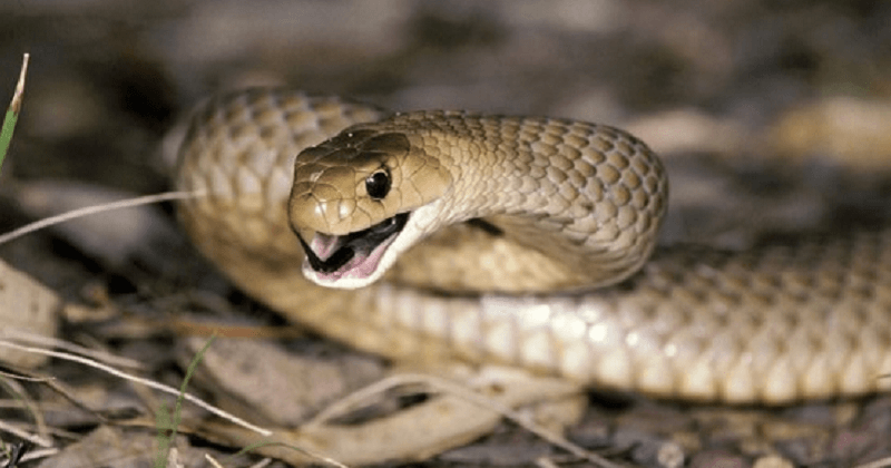 snake bite