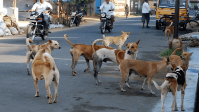 street dog