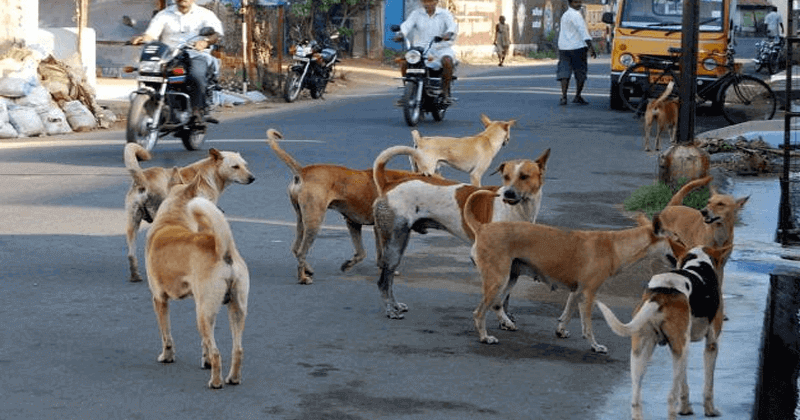 street dog