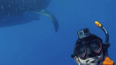 Video: Dubai's Sheikh Hamdan swims with whale sharks