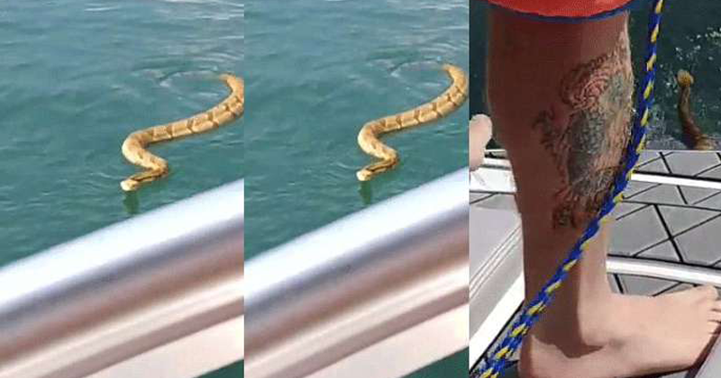 poisonous SNAKE DISTURBED FAMILY WHILE BOATING