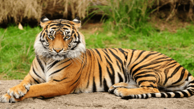 Man half eaten body found in tiger reserve