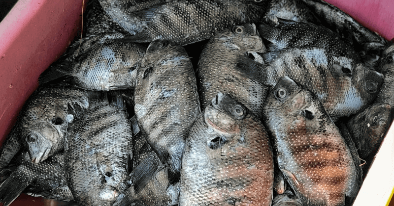 fish