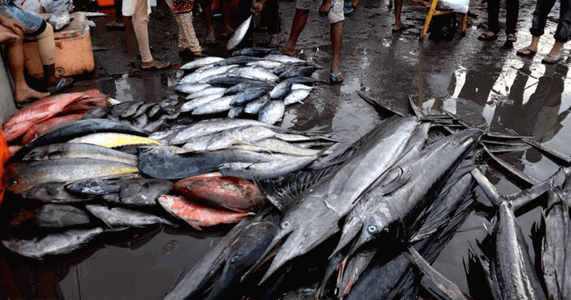 fish