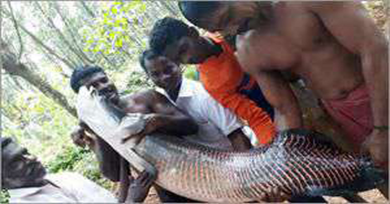 youth baits in 60kg fish