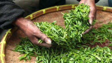 Golden needle tea variety