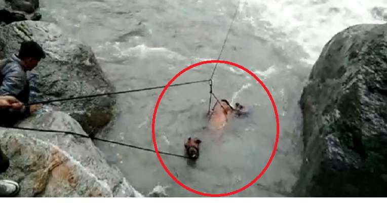 yamuna river horse rescue