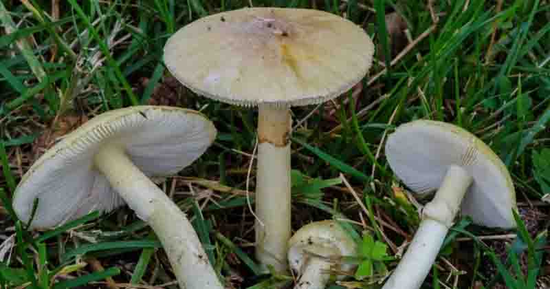 mushroom