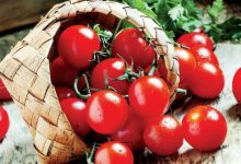 tomatto