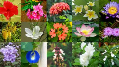 onam flowers