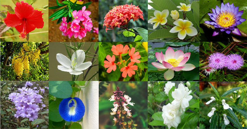 onam flowers