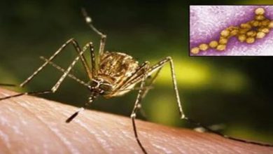 West Nile Virus spread confirmed after Nipa