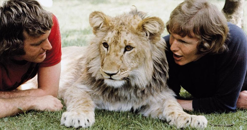 animals