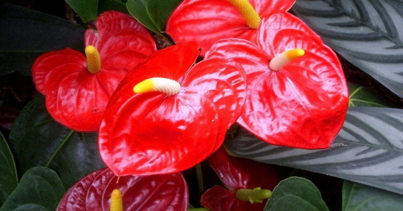 anthurium_flower