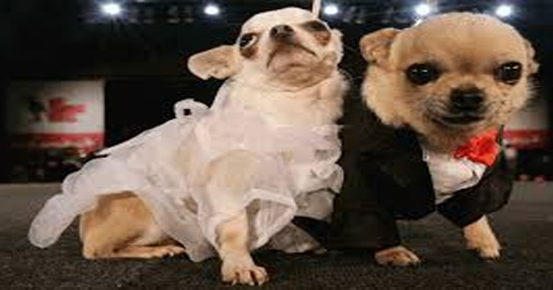 dog marriage