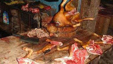 DOG MEAT