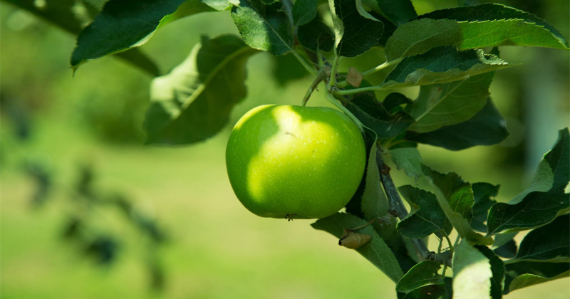 green apple