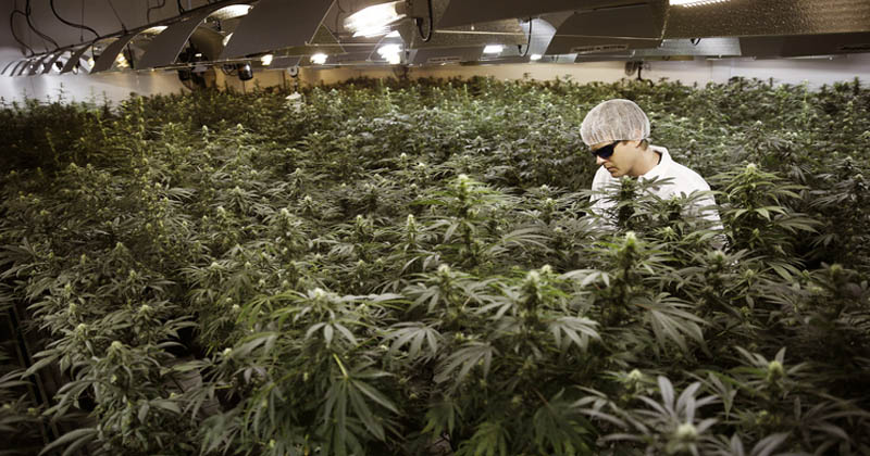 Marijuana