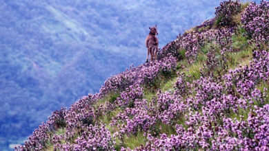 neelakurinji