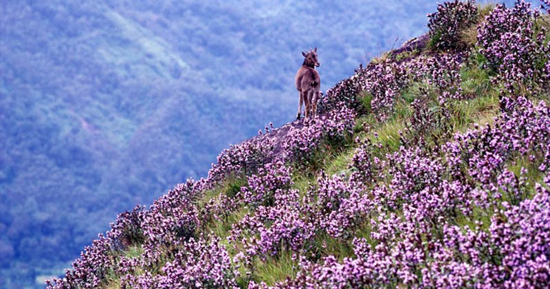 neelakurinji