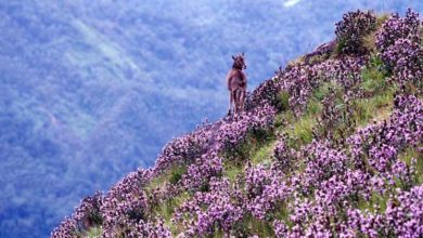 neelakurinji