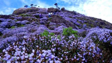 neelakurinji