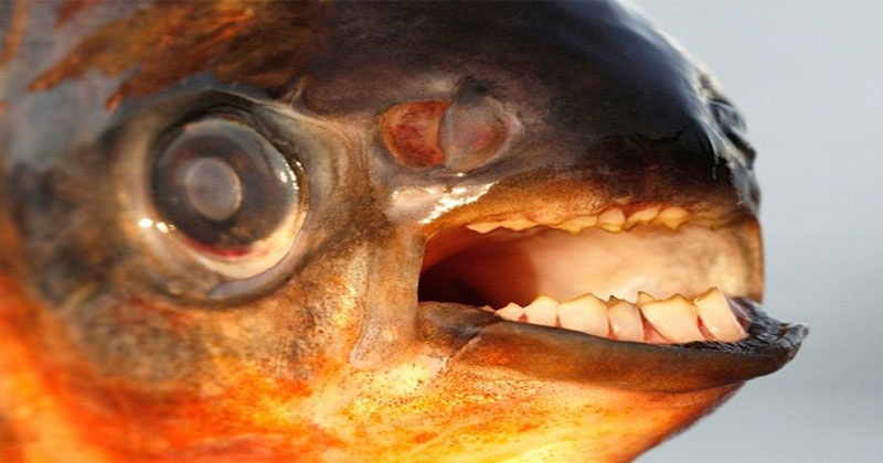 pacu teeth