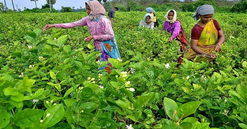 agricultural