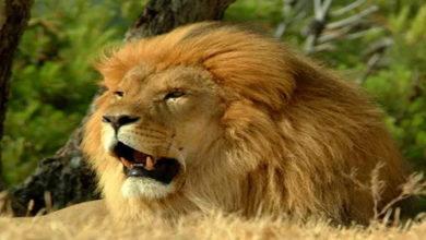 asian lion