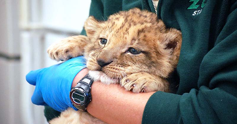 cub
