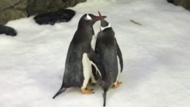 Gay Penguins