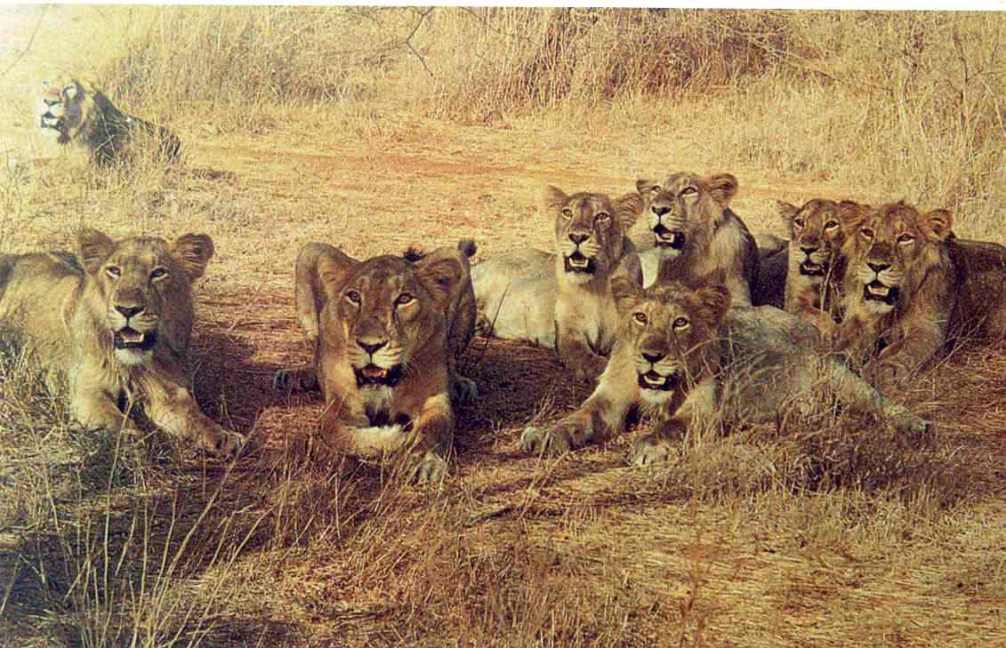 Gir Lions
