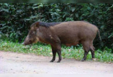 pig