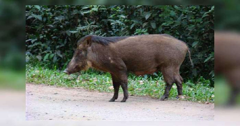 pig