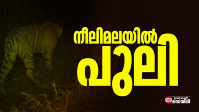 Tiger-Sabarimala