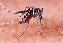 zika