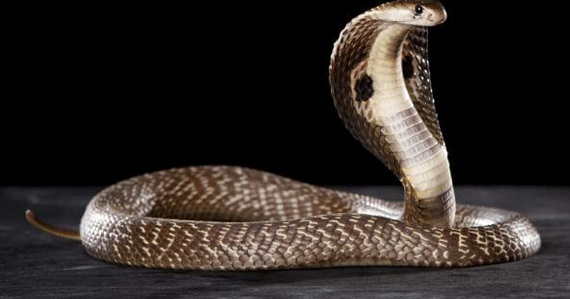 cobra