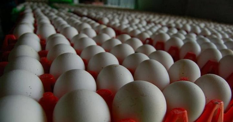 eggs